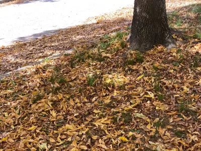 Berisso refuerza tareas de limpieza por la acumulación de hojas en otoño